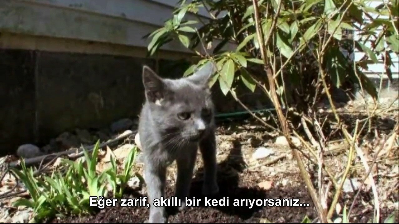 Kedi Cinsleri: Russian Blue (Türkçe Altyazılı)