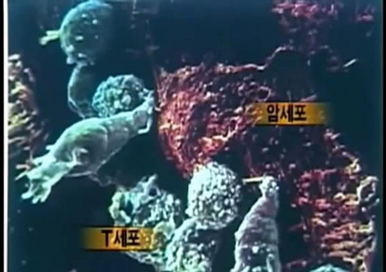 Atomy News - Cancer Immune Hemohim in English