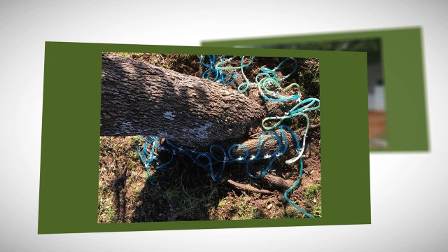 Tree Service In Austin - Certified Arbor Care (512) 671-8733
