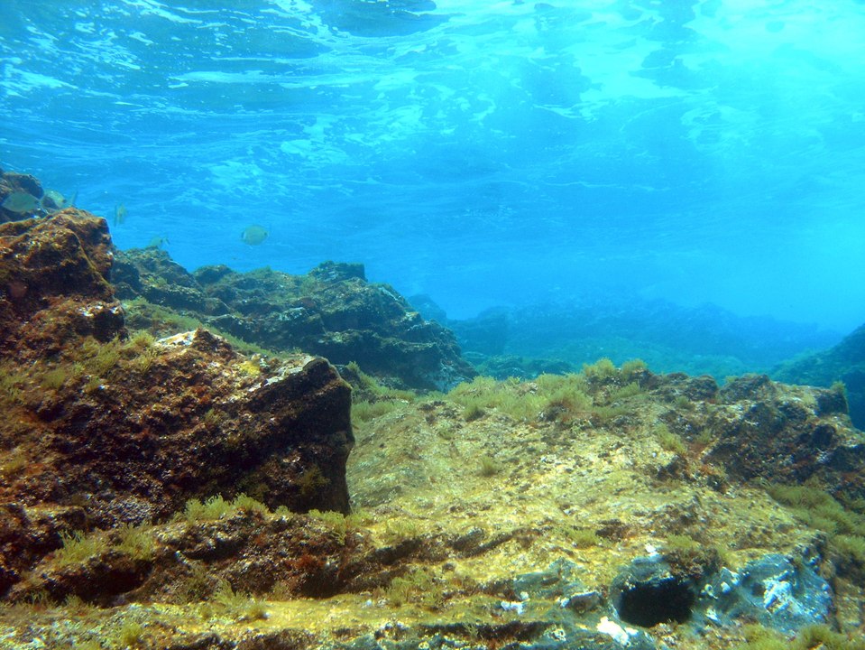 The viruses that rule the oceans