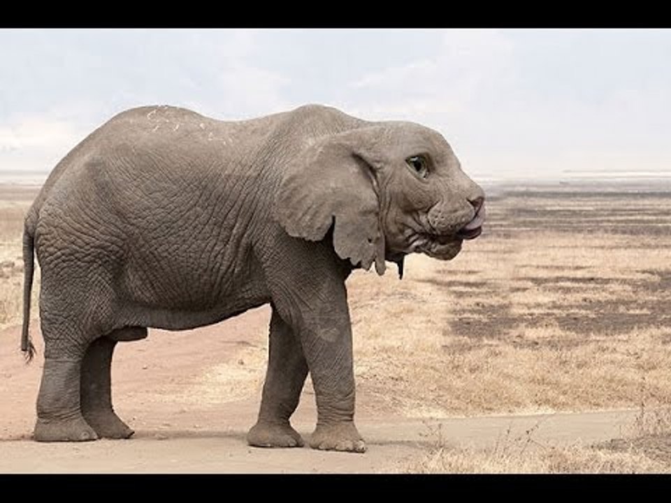 Strangest Hybrid Animals You Didn't Know Existed -- human experiments