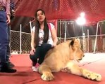 Rabia pirzada teasing lion