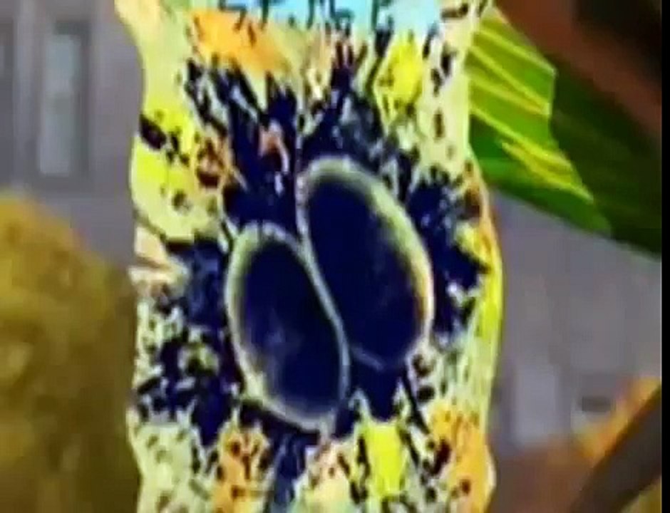 Pingwiny z Madagaskaru sezon 3 odc 12 Ja król PL CAŁY ODCINEK!