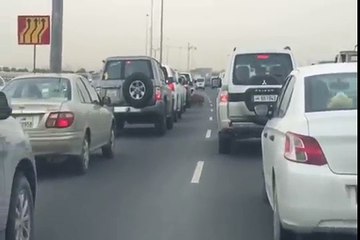 whatsapp funny videos tiger seen on busiest road and heavy traffic