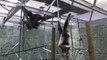 Playful ape 'pinches another ape's bum' in enclosure