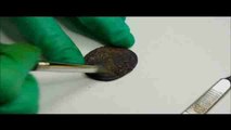 Encuentran un alijo de monedas de hace más de 2.000 años en Israel