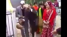 whatsapp funny videos bridegroom become mad insane in his wedding