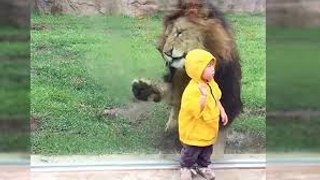 ZOO Lion Attack On Small Kids When he Turns Around