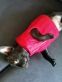 French Bulldog Puppy Wears Jumper, Not Sure if He Likes It