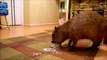 JoeJoe the Capybara Enjoys Some FroYo