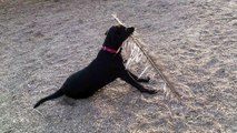 Bruce the Dog Simply Refuses to Leave the Park