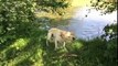 Slow-Motion Footage of Golden Labrador Drying Himself