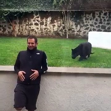 Un jaguar attaque un homme par derrière !