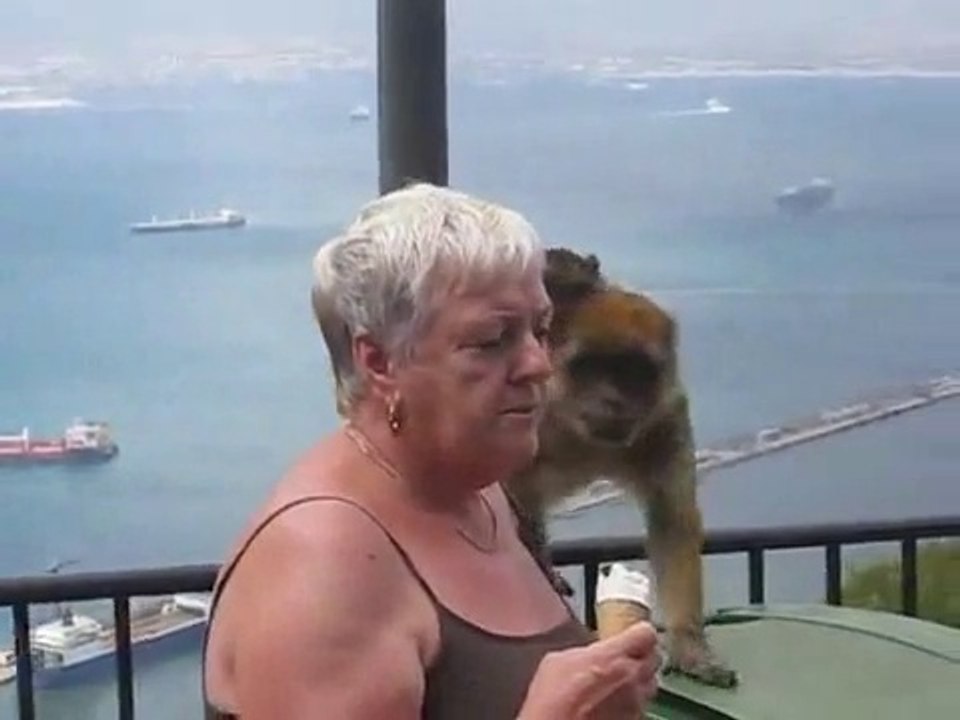 Monkey Steals Ice Cream From Woman