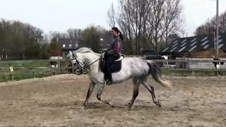 28 Transition gallop-trot