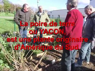 Jardiniers_arrachage poires