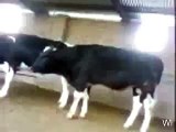 whatsapp latest funny videos funny bull riding fails