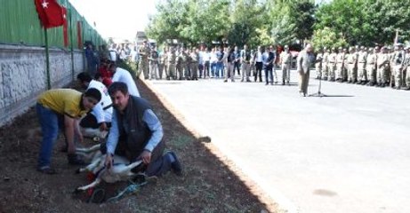 Nusaybin'de 7 Şehit Veren Tabur, 7 Kurban Kesilerek Karşılandı