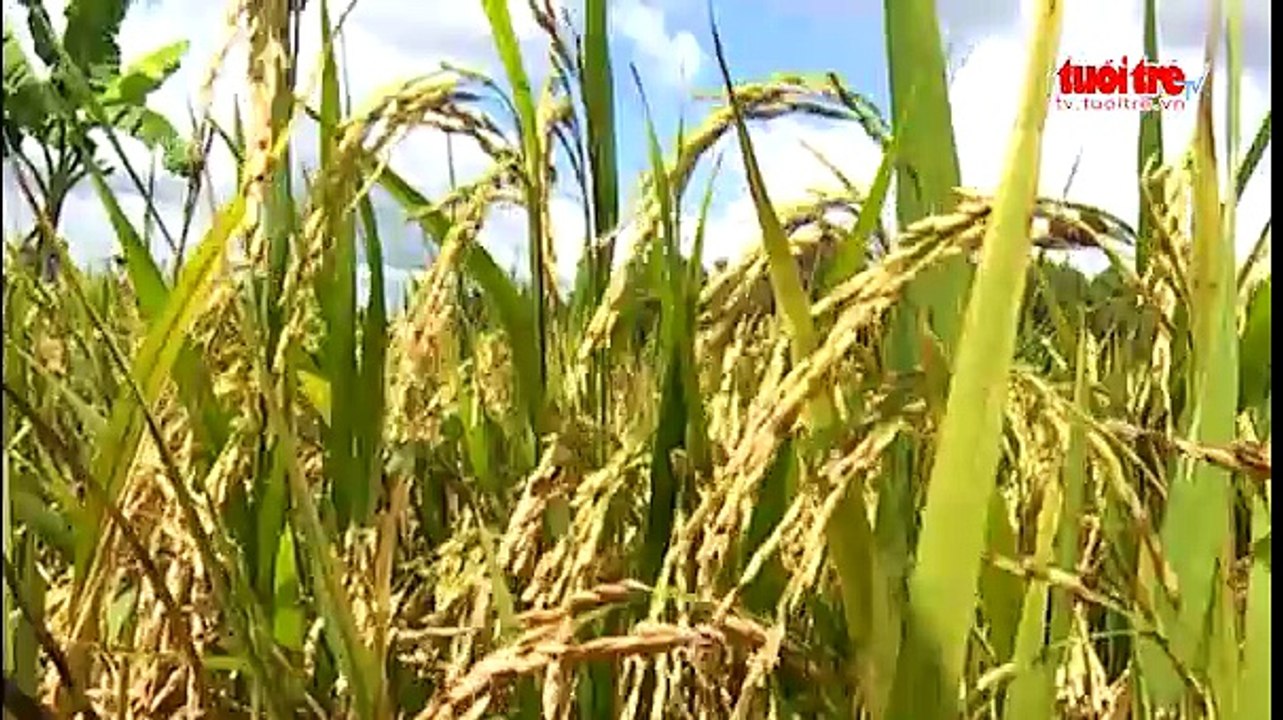 Thương lái bỏ tiền đặt cọc không mua lúa