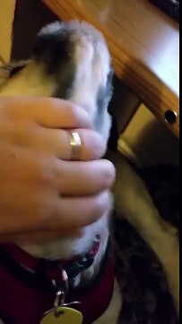 Ils ne peuvent pas parler, mais ils savent comment dire ce qu'ils veulent...