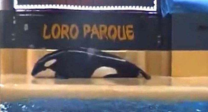 SeaWorld Killer Whale Try to Suicide In Front Of Shocked Tourists!