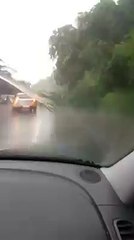 Arbre tombé à Couillet - Intempéries