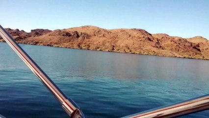 26 foot Cheetah Wildcat Deck Boat on Lake Havasu