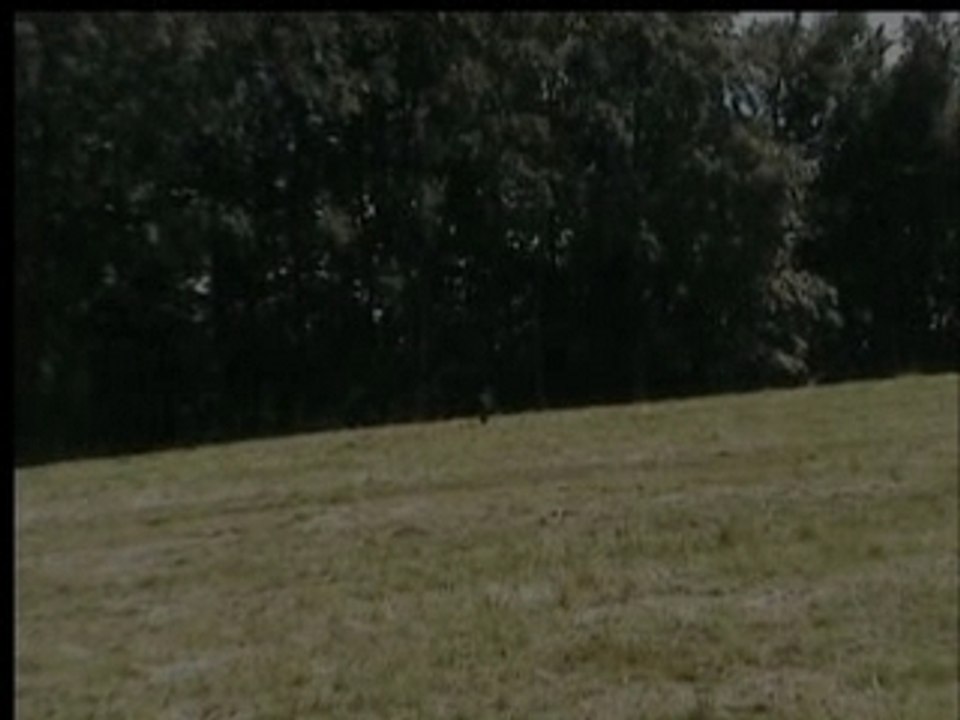 Dans les champs
