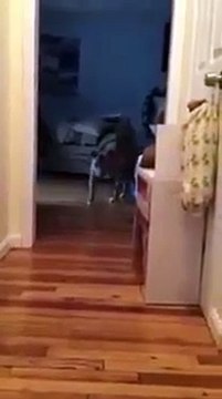 собака не хочет разбудить кота