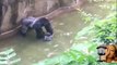 Gorilla Drags Four Year Old boy in water later Dying!!