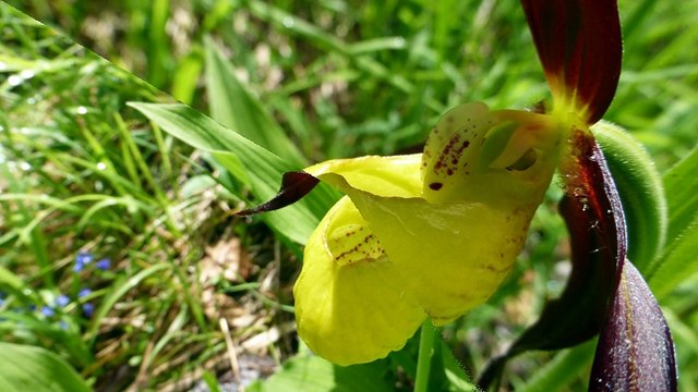 2016-06-07 les sabots de Vénus