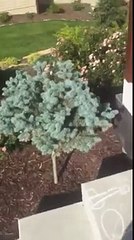 Une famille de girafes dessinée par une petite fille