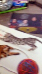 for Danish- bogen kat