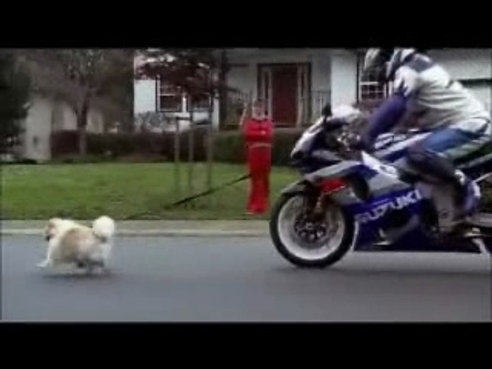 Humour - Pub - Moto Suzuki + chien