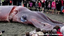 GIANT SQUID founded in New Zealand!