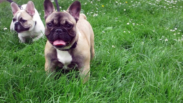 SHIVA DU SQUARE DU PTIT QUINQUIN BOULEDOGUE FRANCAISE