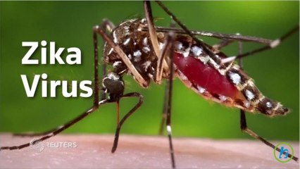 New Zika Virus Guidelines Focus on Safe Sex