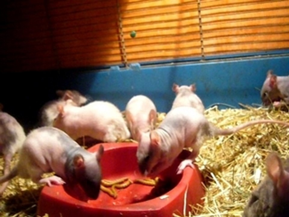 festin de vert de farine par des ratons