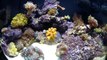 Go Pro in my Saltwater tank (Biocube 29)