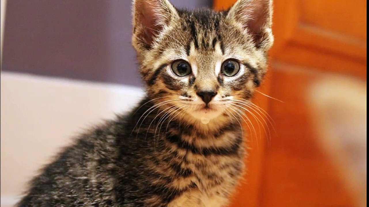 Des chats Des Chats Des Chats