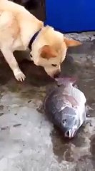 This Dog Trying to Save Fish