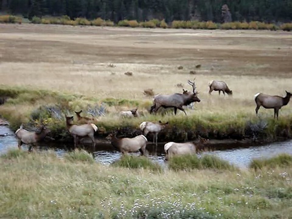 Elk in "rut" part 2 - 09-23-07