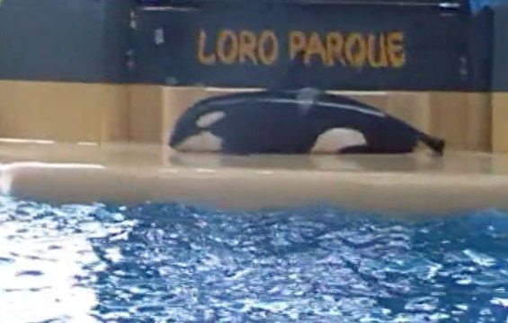 Did This Whale Try To Commit Suicide?!