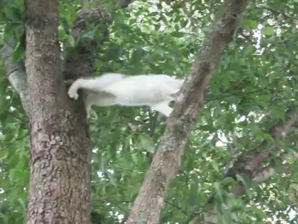 ---Mama Kitty's Rescue