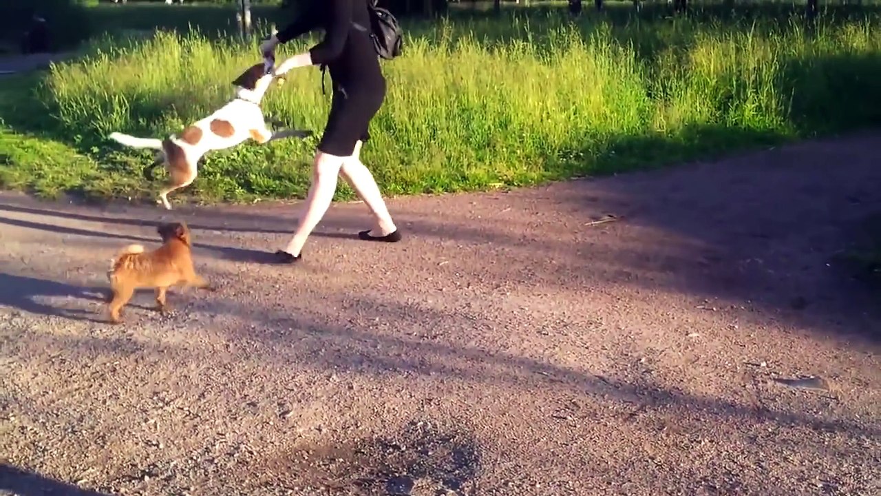 Best Fails of April 2016 - Funny Fail Compilation
