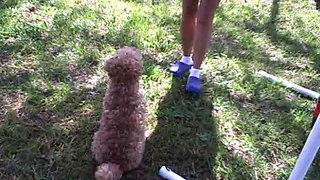 Lucy in Agility 5-26-07 (RCA EZ 201 Camcorder)