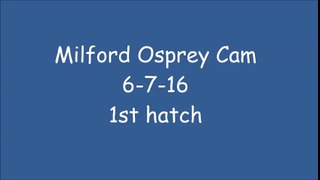 MILFORD OSPREY CAM 6-7-16 1st hatch