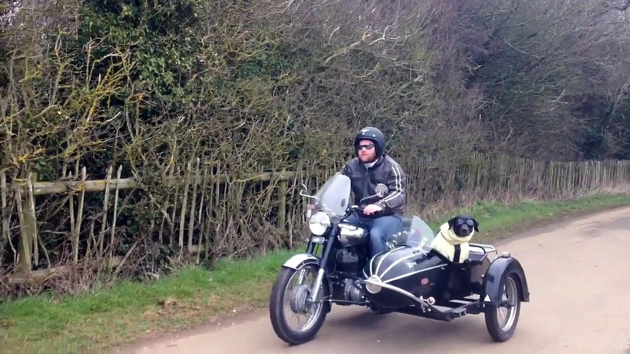 This Kevlar Wearing Dog Loves to Ride in Sidecar - video Dailymotion