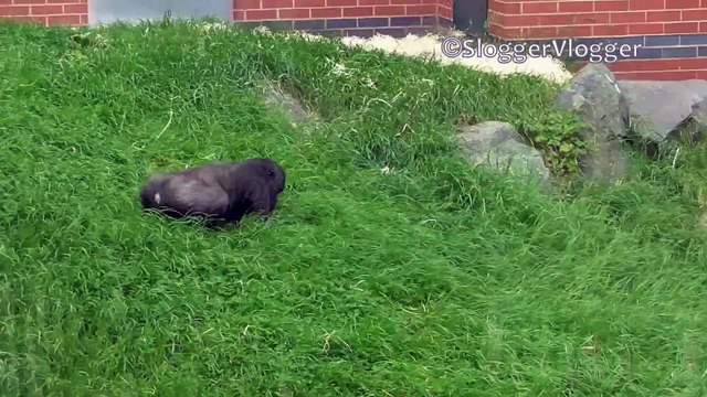 Monkeys Go Head to Head in Epic Hill Roll Challenge