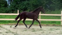 Rhiannon 75% Friesian 25% Thoroughbred Yearling Filly SOLD!